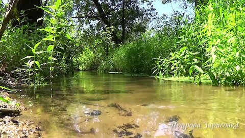 The bubbling of a forest stream will be your best sleeping medicine