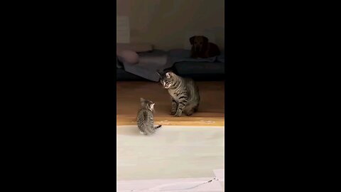 Fun cute animals|REMOACT| #funanimals #funcats #fundogs #funny #comedy #entertainment #comedyfilm