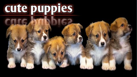 #The_Loveliest_Animals cute puppies video, funny dog video, cute and funny puppy, #cutedogvideos