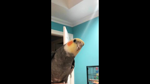 Bouncing Bird