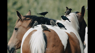 Horse give cowbirds free ride