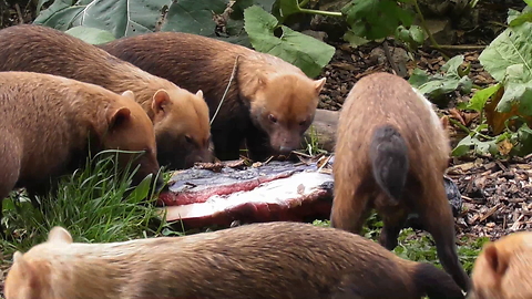 Amazing Bush Dogs Show Off Their Team Work