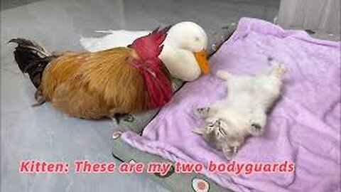 So funny and cute🤣!mother cat invites the rooster and the duck to be the babysitters of the kittens