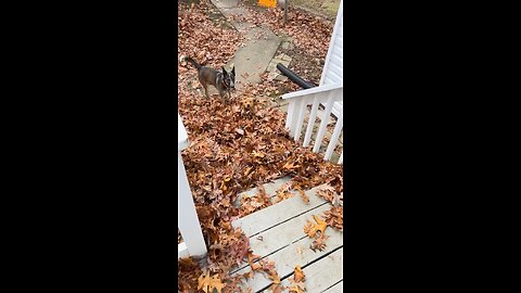 Puppies playing in leaves!