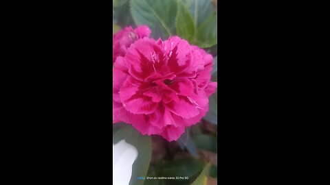 Strawberries and beautiful flowers in my garden