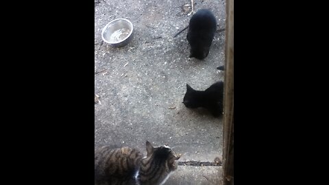 Yard catz