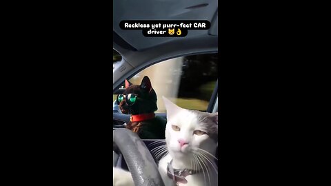 Reckless yet purr-fect car driver 😸