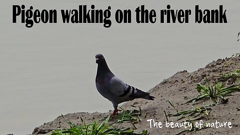 Pigeon walking on the river bank / beautiful bird on the river bank in the rain.