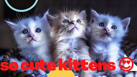 #The_Loveliest_Animals Cute baby cats,cute kittens,cute kitten moment,cute cat video #cutecats