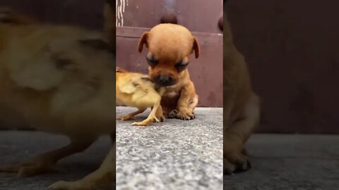 Caption this cuteness #shorts#cute #tiktok #funnyvideos #funnyanimals