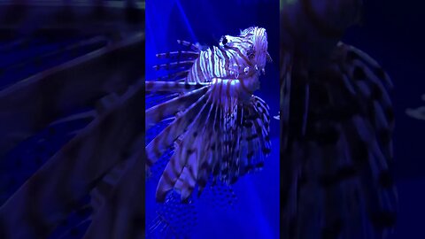 Lionfish just chillin