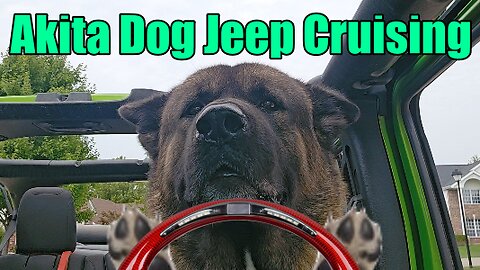 Akita Jeep Cruising | Going for a ride | Top Down