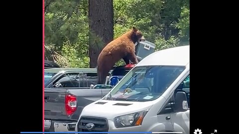 FRIDAY FUNNY - BE SAFE OUT THERE - BEARS CAN GET YOUR COOLERS EVEN FROM YOUR CAR -