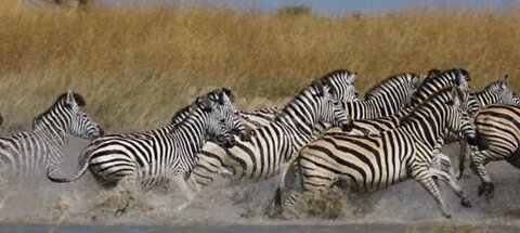 Slow motion close-up view of a small heard of Zebra running