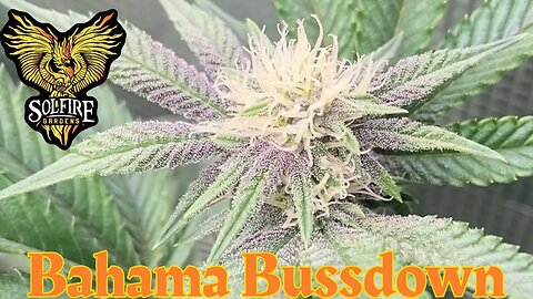 @MarsHydro_official fce4800 Solfire Gardens Bahama Bussdown wk 3 flower