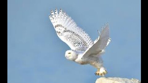 Snowy White Owl