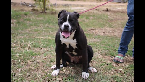 Cute Bella The American Bully Dog shows How ripped she is