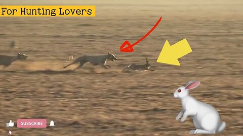 جولات صيد الأرنب بالسلوقي Hare 🐇 hunting tours by Greyhounds Охота на зайца от Greyhounds | 赛狗和野兔