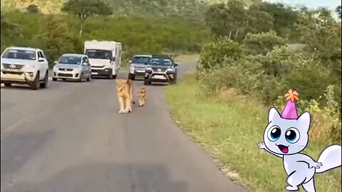 Watch as a Lioness and her 4 furry cubbies cause the cutest traffic jam ever in Kruger National Park