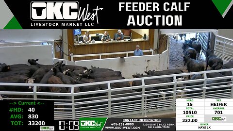 8/21/2024 - OKC West Feeder Calf Auction