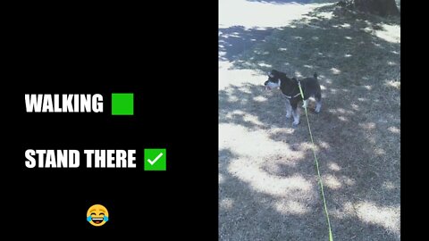 Walking / Running / Standing... ?!?!?! with a Schnauzer