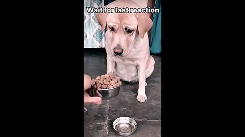 dogs reaction