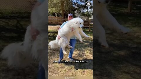 Great Pyrenees 💖 Legendary Gentle Giants!