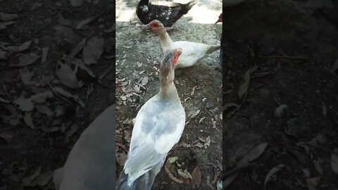 Nice Silver Muscovy drake 30th September