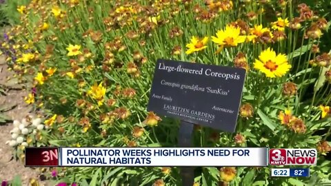 Pollinator week highlights need for natural habitats