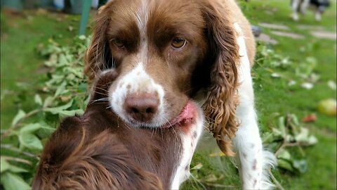 Play Time with English Springer Spaniels