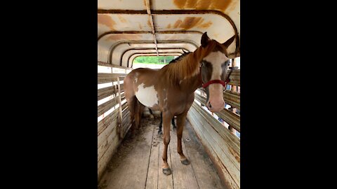 BLM Mustang mare and Mustang cross