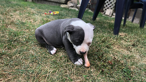 Dog overcomes a bad break to live a normal life❤️🐕‍🦺❤️