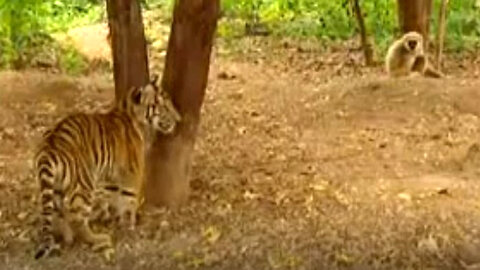 Hilarious Monkey Prank on Tiger : Watch the Roar!