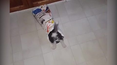 "A Siberian Husky Puppy Dog Climbs In And Out Of An Empty Bag"