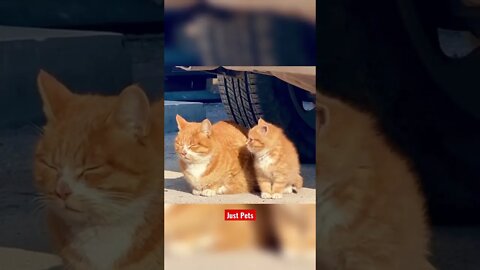 Aww so cute 🥰 #cute #funnyanimals #tiktok #funnyvideos #cat