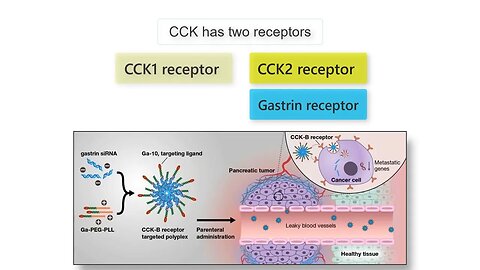 GASTRIN, CCK AND CANCER! Gastrin, CCK, and Secretin functions in health and disease explained!