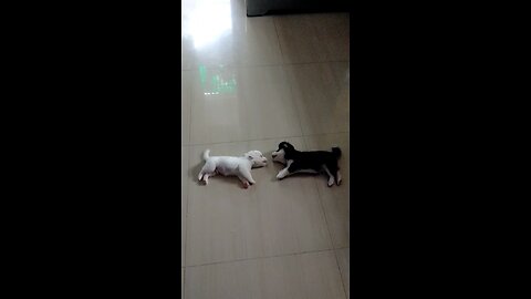 cute puppy cat and dog love