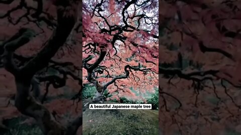 A beautiful Japanese maple tree