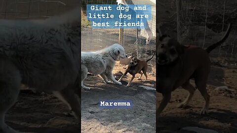 Geese go crazy as little dog plays with giant livestock guardian #maremma #livestockguardiandog