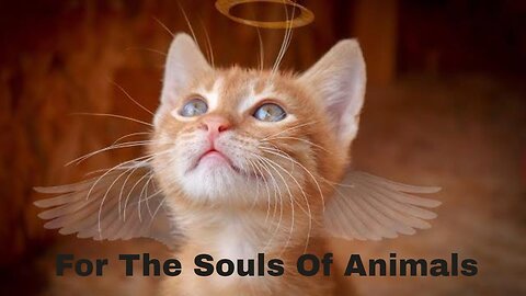 A Cats Tale - Do Animals Have A Soul? Yes, And I Have Seen The Proof