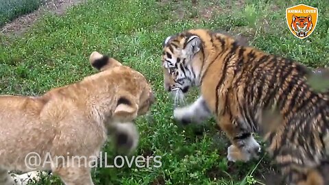 🐅Lion Vs🐆 Tiger Real😰 Fight. #short #animal #shortvideo