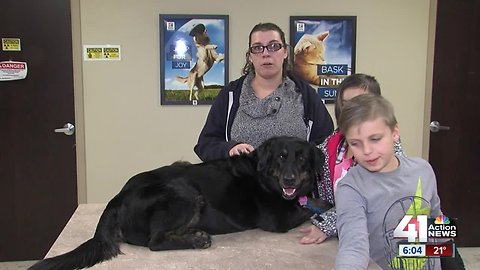 Owners reunited with lost dog after months