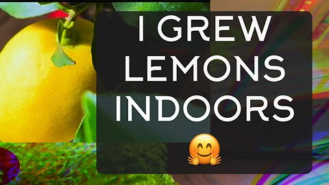 MY INDOOR LEMONS IN WINTER | Desiring Yah