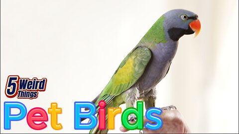 5 Weird Things - Pet Birds (More than just a pretty beak!)