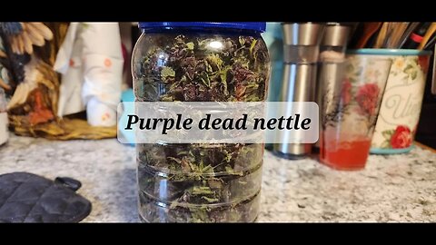 Dehydrated purple dead nettle with article and recipe