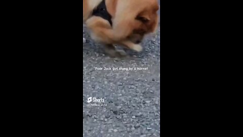 Jack stung on the nose by a hornet while sniffing flowers #chowchow #dog #shorts #short #shortvideo