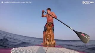 Cane pratica stand up paddle insieme al padrone