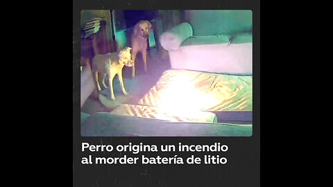 Un perro provoca un incendio al morder un control remoto