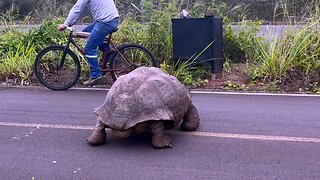 Gigantic Galapagos Tortoise casually saunters across bicycle path