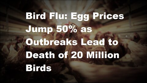 Bird Flu: Egg Prices Jump 50% as Outbreaks Lead to Death of 20 Million Birds